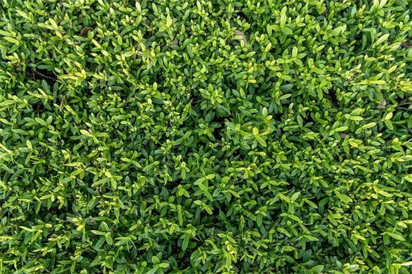 青豆の保存方法、冷凍が一番簡単です