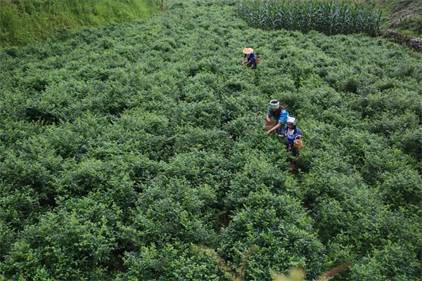 適材適所を守れば、植物は勝手に育つ