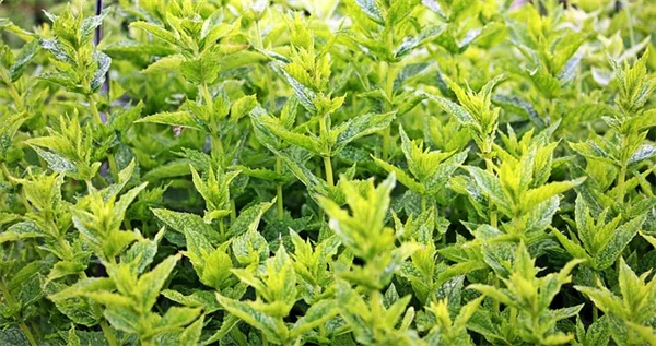 珍しい観葉植物の見つけ方と育て方のコツを実体験から紹介