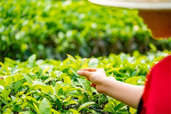 秋の花を霜から守る5つのコツで開花シーズンを延ばす方法