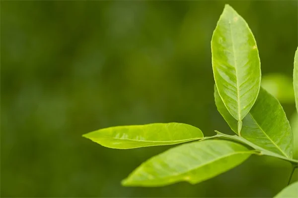 冬のガーデニング！寒い季節に植えるべき8つのおすすめ野菜